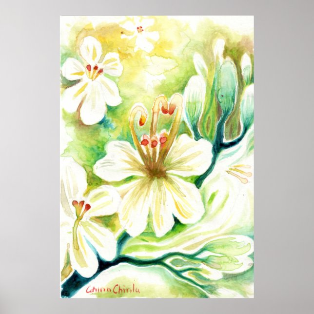Moringa flowers poster (Front)