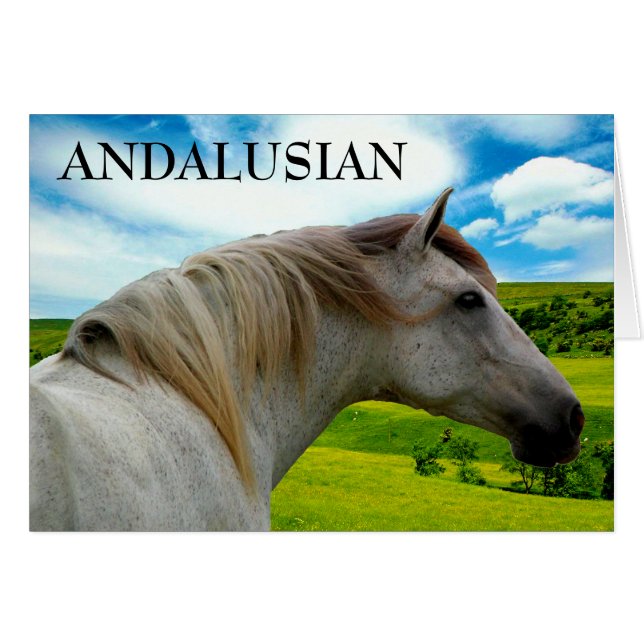 MORISCO IN SUMMER (Front Horizontal)