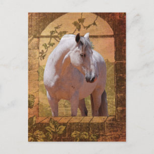 MORISCO IN THE WINDOW POSTCARD