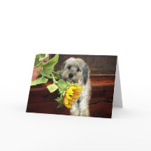 Morkie Greeting Card