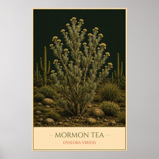 Mormon Tea – Vintage Botanical Illustration Poster (Front)