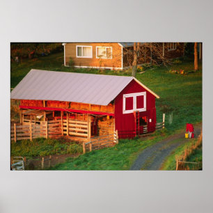 Morning chores on the farm. USA, Vermont, Poster