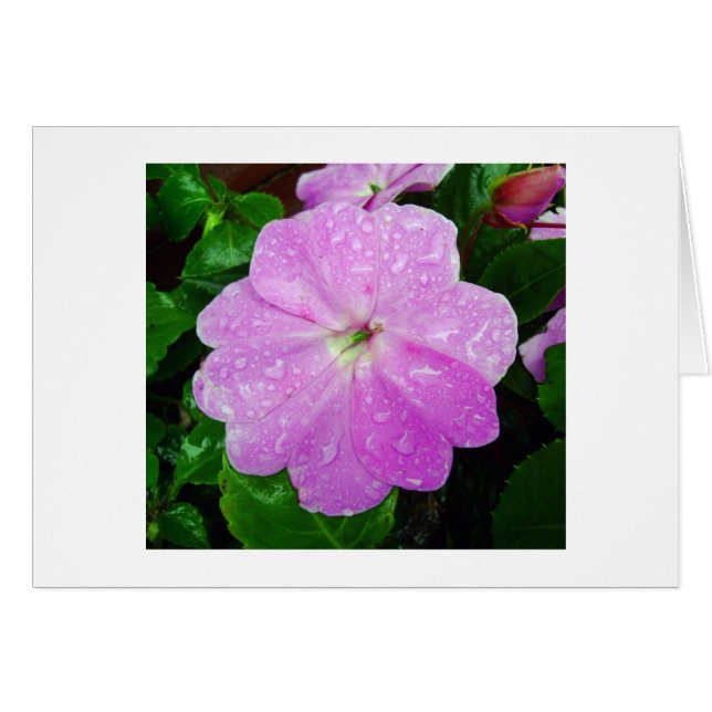 Morning Dew (Front Horizontal)