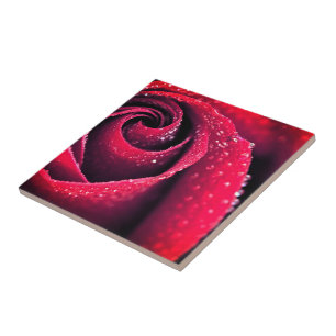 Morning dew at red rose petals, floral photography ceramic tile