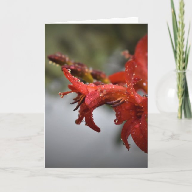 Morning Dew, card (Front)