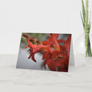 Morning Dew, card