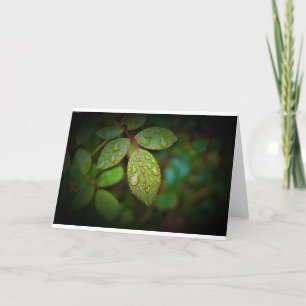 Morning Dew, card