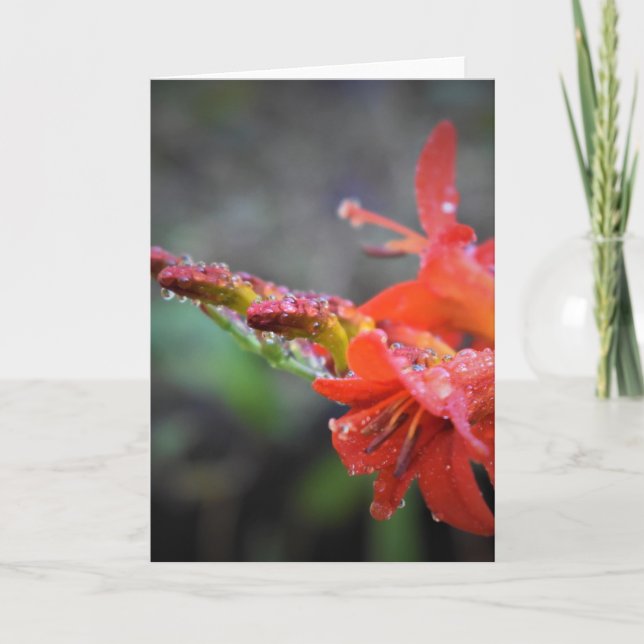 Morning Dew, card (Front)