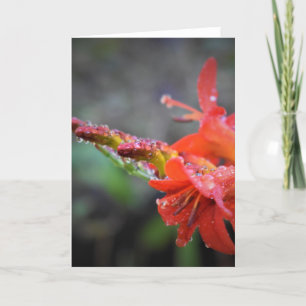 Morning Dew, card
