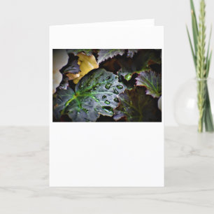 Morning Dew, card