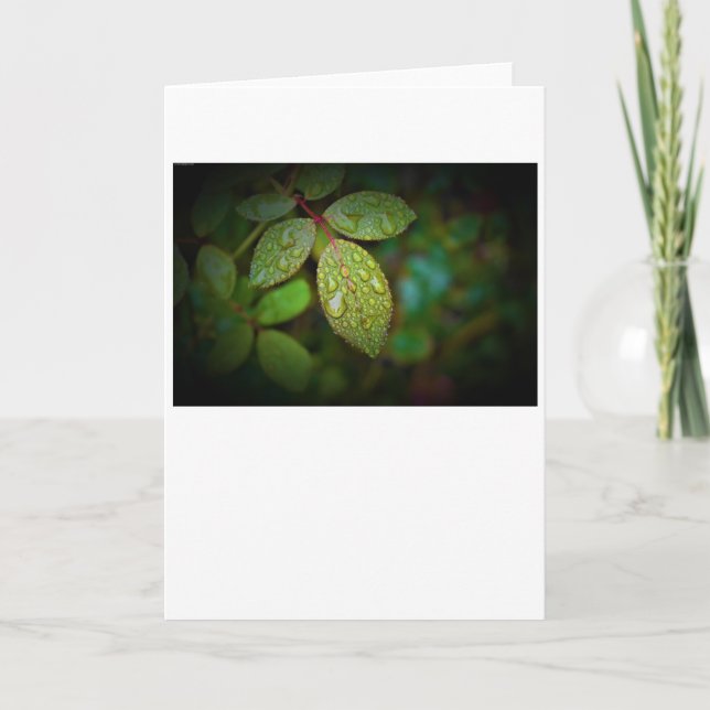Morning Dew, card (Front)