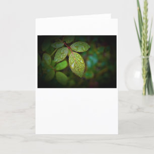 Morning Dew, card