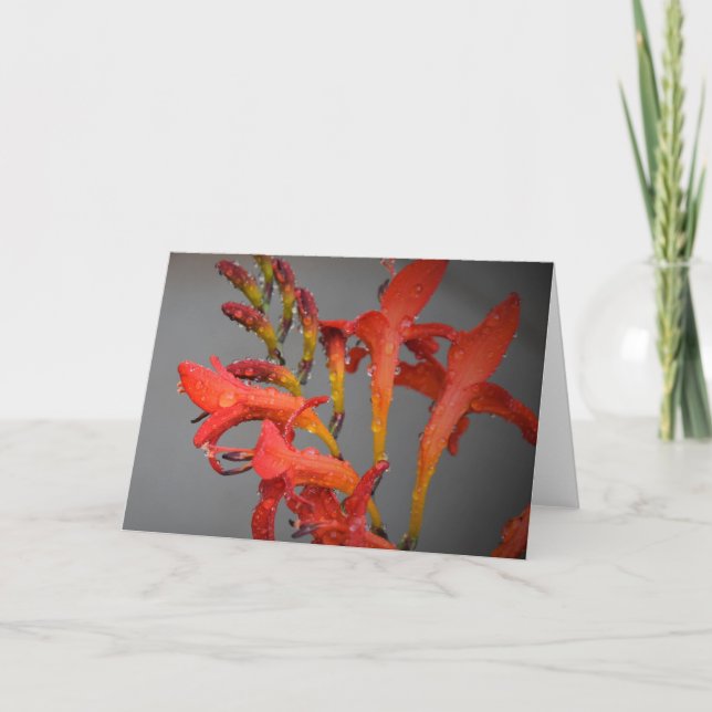 Morning Dew, card (Front)