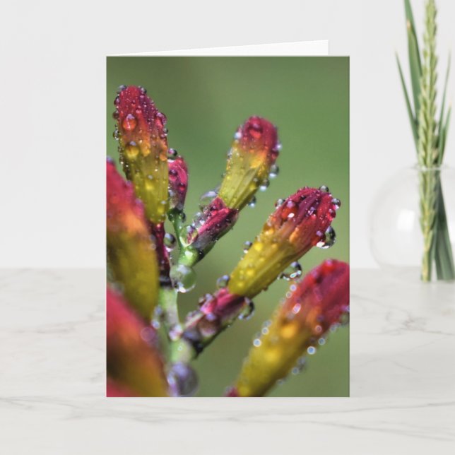 Morning Dew, card (Front)