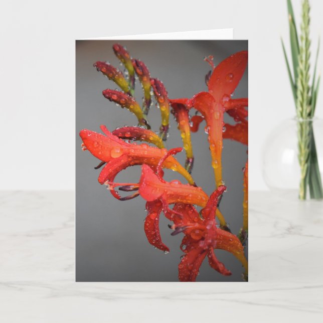 Morning Dew, card (Front)