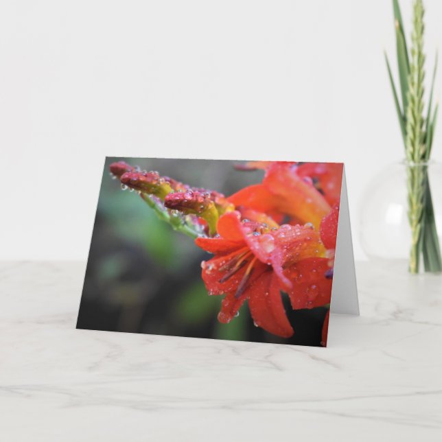 Morning Dew, card (Front)