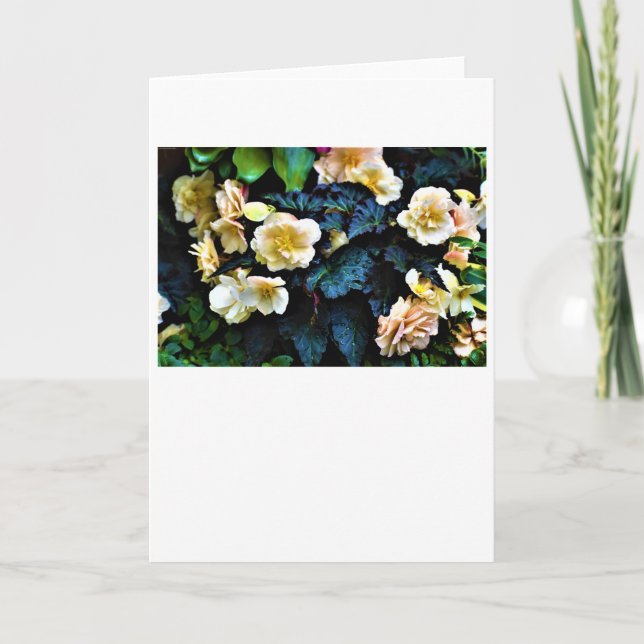 Morning Dew, card (Front)