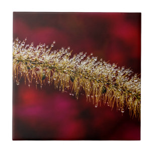 Morning Dew Ceramic Tile