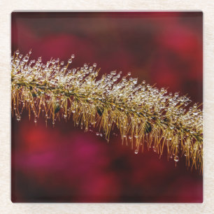 Morning Dew Glass Coaster