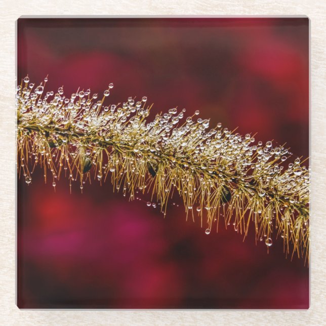 Morning Dew Glass Coaster (Front)