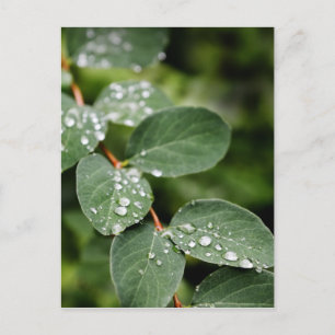 Morning dew in garden postcard