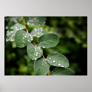 Morning dew in garden poster