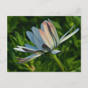 Morning Dew On Flower Postcard