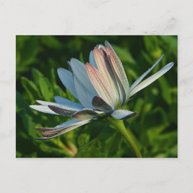 Morning Dew On Flower Postcard (Front)