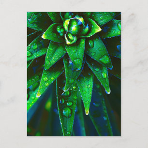 Morning Dew On Plant Postcard