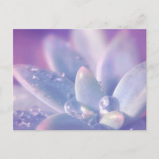 Morning Dew on Succulents Postcard