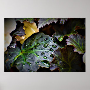 Morning Dew,  Poster