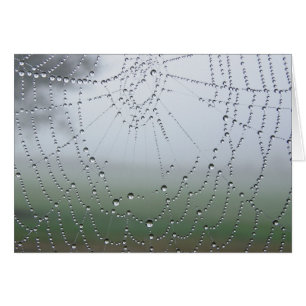 Morning Dew Spider Web