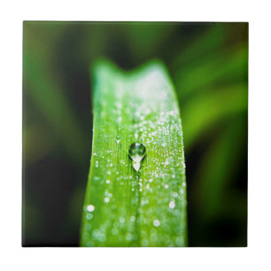 Morning Dew Water Droplet Tile