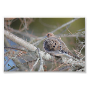 Morning Dove Hiding in Pine Tree Bird Photo Print