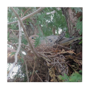Morning Dove Nesting Ceramic Tile