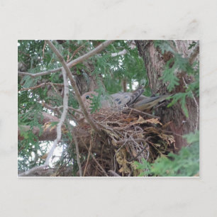 Morning Dove Nesting Postcard