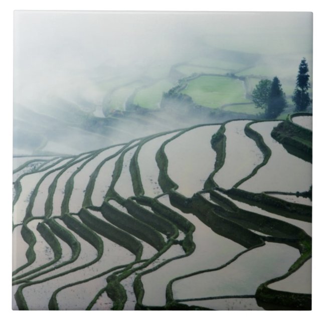 Morning Fog Above Rice Fields Tile (Front)