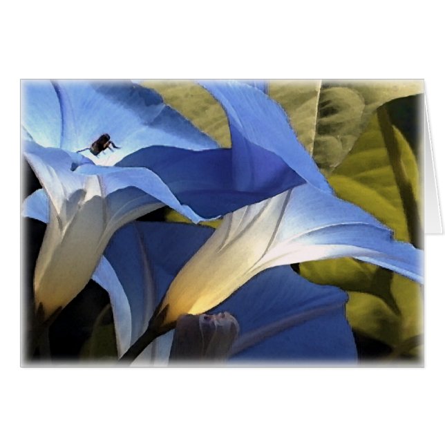 Morning Glories (Front Horizontal)