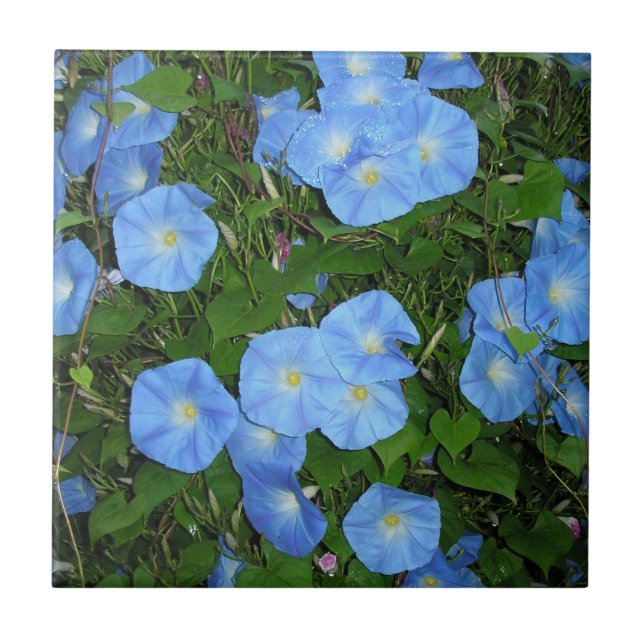 Morning Glories Ceramic Tile (Front)