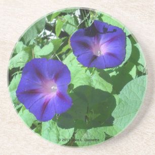 Morning Glories Coaster
