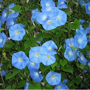 Morning Glories! Cushion