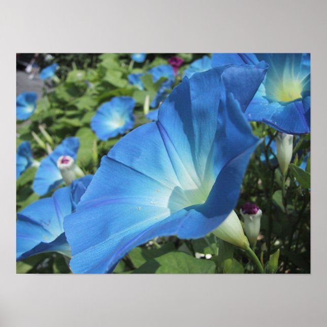 Morning Glories on Cape Cod Poster (Front)