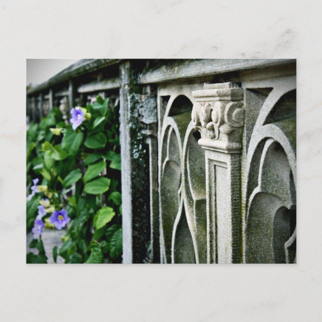 Morning Glories Postcard (Front)