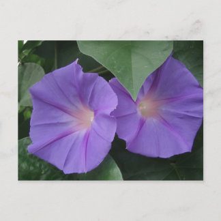 Morning Glories Postcard