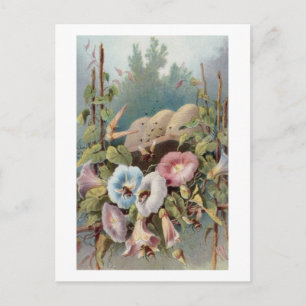 Morning Glories Postcard