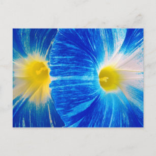 morning glories postcard