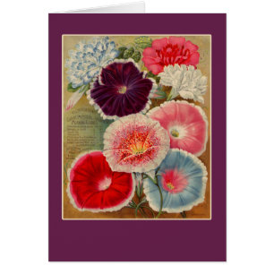 Morning Glories Seed Packet Art Cards
