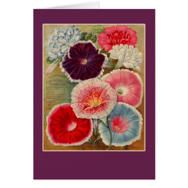 Morning Glories Seed Packet Art Cards (Front)