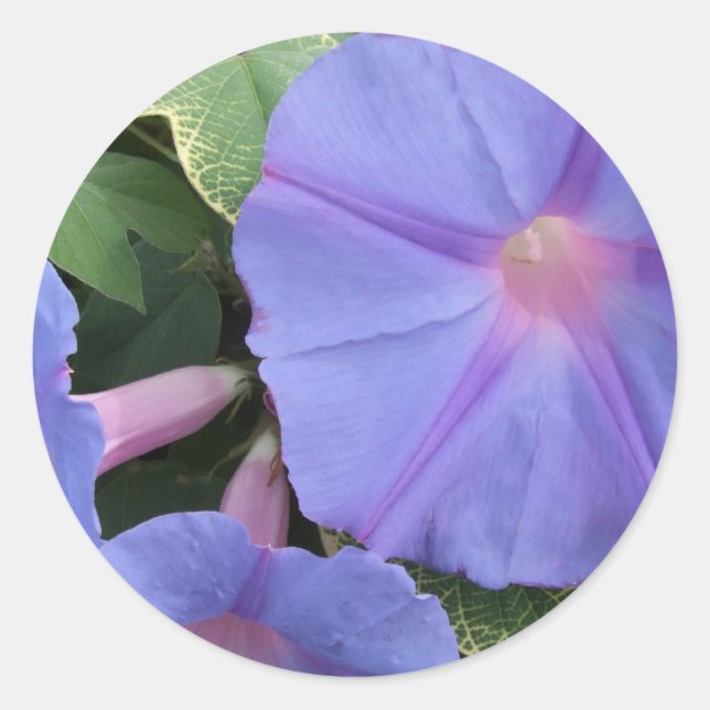 Morning Glories Sticker (Front)