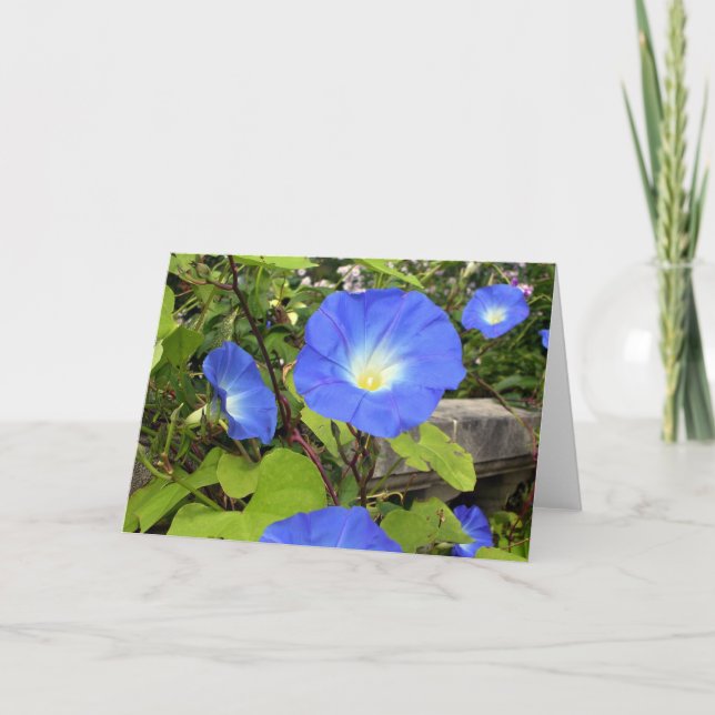 Morning Glories Thank You Card (Front)